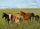 Pferdegruppe auf einer Weide bei Lühdorf : Pferde, Weide